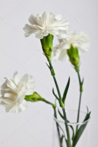 depositphotos_46475897-stock-photo-white-carnations